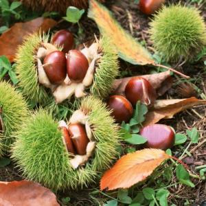  Chinese Chestnut, Edible Nut, Châtaign - fruits and vegetables chinese chestnut,  edible nut,  châtaign,  this product are collected frome natural algerian forest.--if any questions you can ask us at any times.--