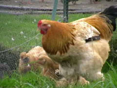  Vente De Couple Brahama - animaux vivants 2 couples de brahma en vente directe,  dont 1 couple de jeune et l'autre d'adulte dont la femelle est d&eacute;j&agrave; en ponte,  ils sont nourris bio,  avec le sorgho et aliments appropri&eacute;s, et des feuilles de manioc