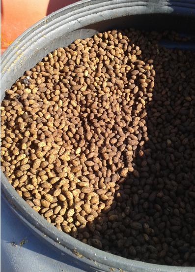  Noyaux Olive - energie renouvelable a vendre 200 tonnes de noyaux d'olive entiers--co-produit naturel d'un processus agro-alimentaire--noyaux seuls,  nettoyés,  propres et conservés au sec depuis 1 à 3 ans.--quantité minimum - 1 camion--prix de vente exw - 60 € la tonne--stock disponible sur avignon - vauclus
