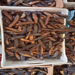  Concombre De Mer Sec - poissons nous somme producteur de concombre de mer sec origine maroc.--veuillez nous contacté si vous etes intéressé.  
