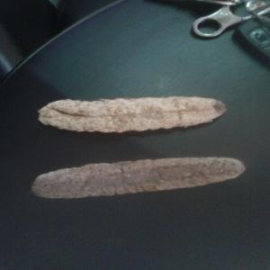  Concombres De Mer - poissons bonjour --nous disposons d'un stock de concombre en mauritanie ,  nouakchott et au dahkla maroc. --nous sommes disponibles à fournir des échantillons mais des sérieux acheteurs. 