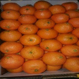  Offre Climentaine - fruits et légumes société d'export offer a ses aimable clients des climentaine tout caliber ,  prix fob agadir 0, 65€ /kg reglement l/c , 1000 tonne .cordialement .