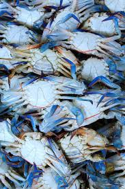  Crabes Bleues - coquillage crustacé le crabe bleu fait l'objet d'une peche artisanale sur la côte africaine atlantique,  en particulier à la hauteur des pays de la zone équatoriale - côte d'ivoire,  ghana,  gabon,  cameroun. ce crabe y prolifère facilement et il est une bonne ressource en protéines.
