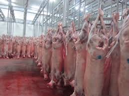  Vente Viande Rouge - viandes et oeufs vente de carcasse d'agneau 16-22 kilos. bonne qualité. livrée directement après l'abattoir. très frais,  ou congelé. possibilité hallal. livré par camions à partir de 5 tonnes. prix- nous consulter. 