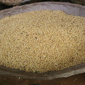  Plusieurs Tonnes De Soja Vendre - céréales nous avons plus de 5000 tonnes de soja à  vendre à 190000 f la tonnes livré partout dans le bénin.  nous recherchons des clients pour signer des partenariats 