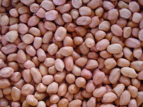  Arachide Décortiqué En Stock - huiles nous somme une société privéé chargé de la production et la commercialisation de l'arachide sélectionnées certifiées . l’approvisionnement se fait  par production locale sous contrat avec les agriculteurs producteurs . dans ce dernier cas,  notr