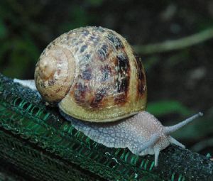  Escargot Français Des Cévennes - coquillage crustacé bonjour je me lance dans la vente d escargot fran&ccedil;ais des c&eacute;vennes je cherche un acheteur ,  je les vendrais uniquement par kilogramme pour d&eacute;but&eacute;.--- 3, 5 euros le kilos--- filer s&eacute;curis&eacute; ainsi que le transport--- kilogrammes
