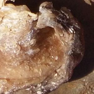  Ambre Gris Vendre - poissons nous avons une qualité d'ambre gris et jaune a vendre et nous recherchons des acheteurs sérieux. provenance cote sud du maroc  --- quantité -3 kg