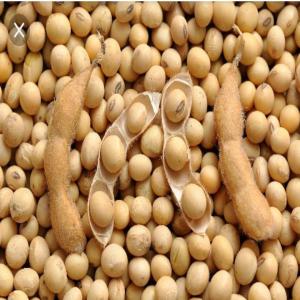  Soja Vendre Origine Benin - autres je cherche preneurs pour ce produit que j'ai en grande quantité. si ça vous dit contacter moi pour plus de détails. 