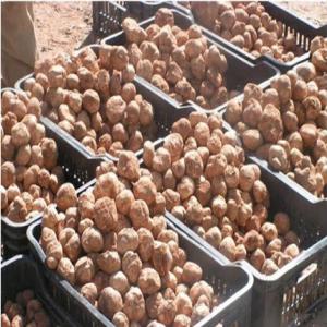  Truffes De Sud Tunisoie - fruits et légumes nous sommes une société d'import export et de négociation internationale spécialisée dans l'exportation des produits tunisiens authentiques jouissant d'un rayonnement mondial -figue de barbarie, huile d'olive, dattes , truffes, artichaut, grenade, gombo, conserve de tomat