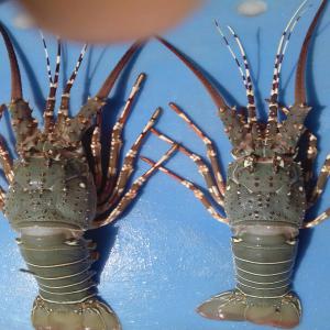  Langoustes Vendre - poissons bonjour --nous disposons des quantit&eacute;s  et qualit&eacute;s de langouste vert et rouge  en provenance de la mauritanie .--nous pouvons vous fournir un bon rapport qualit&eacute; prix. --merci de nous contacter. --