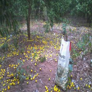  Achat Et Vente De Citron - fruits et légumes achat de citron bien juteux pour toute la p&eacute;riode de l'ann&eacute;e. conditionnement en sac de 25 kg et 50 kg &agrave; livrer &agrave; abidjan quartier yopougon. prix bord champ. cette annonce concerne les producteurs de citron.