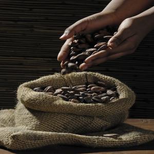  Cacao Bio - fruits secs et graines grillées nous disposons de fèves de cacao biologique de cote d'ivoire avec certificat  .--déguster l expertise du cacao biologique ivoirien ;----