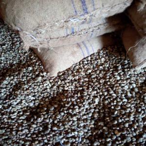  Vente D'anacarde - fruits secs et graines grillées bonjour je suis à la recherche de potentiels clients pour la commercialisation de l'anacarde qui doit débuter début mars. prière aux intermédiaires de s'abstenir seuls les acheteurs directs sont concernés.