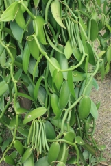  Nos Épices Et Des Huiles Essentielles - épices aromates j'ai beaucoup de produits locaux et des &eacute;pices, des huiles essentielles venant de madagascar . notre prix sont tr&egrave;s int&eacute;ressants.en plus la qualit&eacute; est assur&eacute;e