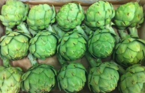  Plants D'artichauts Variété - fruits et légumes je cherche &agrave; acheter des plants d'artichauts vari&eacute;t&eacute;  calico .  destination u.e. possibilit&eacute; de programmes annuels. faire offre.