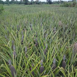  Ananas Bio - fruits et légumes très raffiné,  l'ananas pain de sucre du bénin est une variété rare et recherchée dans la haute gastronomie.--l‘ananas pain de sucre,  de forme particulièrement allongée (on l‘appelle parfois  bouteille ),  garde,  meme mûr,  une peau verte et