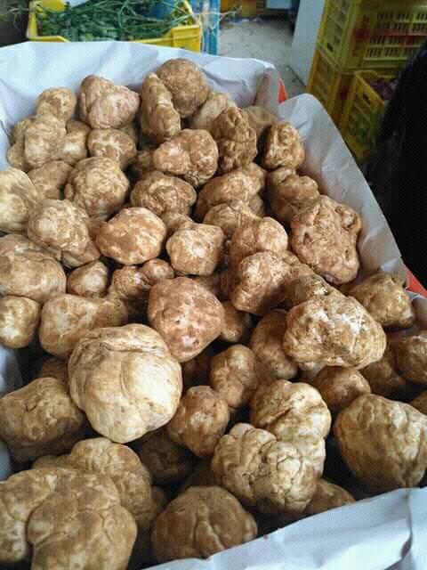 TRUFFE BLANCHE - 200€ / kg - Tunisie grossiste Recherche de client