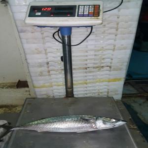  Maquereau ,chinchard ,sardine Boite De Conserve - poissons bonjour.--nous sommes une société  marocaine fait la  production et le traitement des produit de la mer ,    nous sommes a la recherche de nouveaux client pour nous produit  de la mer  et conserves de poisson.--merci de nous contacte--
