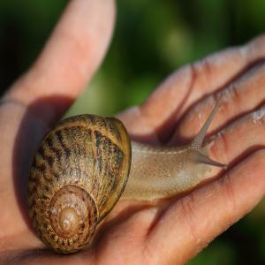  Gros Gris Hibernée, Viande Congelée, Naissains - animaux vivants nous offrons les produits suivants---escargots hibernés - jusqu'à 10 tonnes--viande congelée - jusqu'à 3 tonnes (paquets de 1, 2 et 5 kg)--escargots naissains - jusqu'à 10 millions