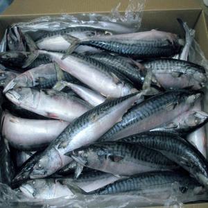 Frozen fish discount