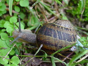  Escargo - animaux vivants societe algerie produit escargo helix asperta tre bonne qualite cherche achteur on europe ou etas unie ou asie
