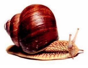 Escargots - viandes et oeufs offre commerciale escargots --nous offrons des escargots d’élevage et d’abattoir polonais.-- --escargots,  frais (non abattus)- -- - escargots maxima - gros-gris (helix aspersa maxima),  prix - 4.90 € / kg /exw --- escargots müller - petit-gris (helix aspersa),  prix - 5, 50 € / kg / exw -- --qua