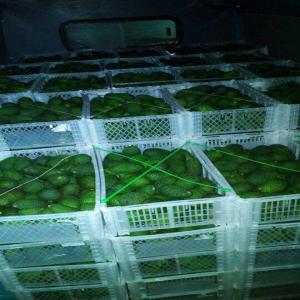  Fruits And Vegetables From Morocco - fruits and vegetables established in 2002,  is aimed at developing the fruit and vegetable market directly from the manufacturing facilities in morocco.--the freshness of the products is of paramount importance,  the goods are packed on the harvest day,  moved to our warehouses in morocco. it is reloaded on the day of arriv