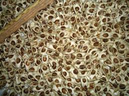  Recherche De Graine De Moringa - fruits secs et graines grillées je recherche de fournisseurs en graines de moringa basée au burkina faso pour.--nous allons produire de l'huile pression à froid--nous voulons des graines non décortiquées. c'est à dire avec les ailes.----quantité 1 tonne.