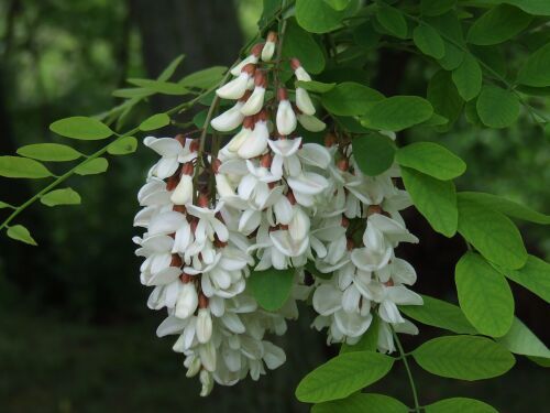  Vendre 20 Tonnes D'acacia - produits sucrés bonjour,  je vends 20 tonnes d'acacia á 6 euros le kilo (futs et transport comprise)--taux d'humidit&eacute; 16, 9%. analyse disponible.