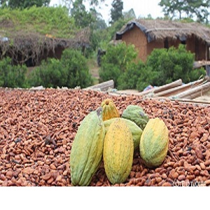  Recherche D'acheteur De Cacao - café cacao thé quantite 5000 t--recolte 2017-2018--grade 02 (gf),  humidité 8% grainage105/100gr--