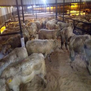 Vaches Et Veaux - animaux vivants bonjour nous sommes une société d importation nous cherchons des fournisseurs d animaux vivantes en europe 