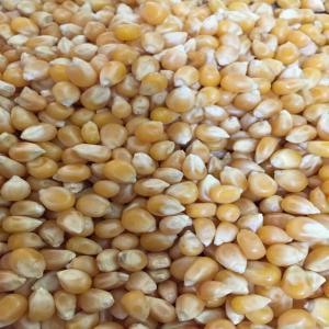  Yellow Corn, Wheat, Barley, Millet, Yellow Peas - seed plant seed moisture- 13% max.--foreign matter- 2% max.--weevil led seeds- 2% max.--damaged otherwise- 5% max.--colored seeds- 2% max--admixture- 2% max.--broken- 3% max.--aflatoxin- max. 30 p.p.m--protein- 9 % min--fat- 3% max--fiber- 2, 70% max
