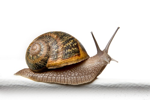  Bave D' Escargot - animaux vivants --nous sommes sp&eacute;cialis&eacute;s dans la production de bave d'escargot,  notre technique d'extraction &agrave; travers la machine mullerone est la seule &agrave; garantir le bien-etre des animaux,  la meilleure qualit&eacute; de bave d'escargot,  un processus structur&eacute; conforme aux r&eacu