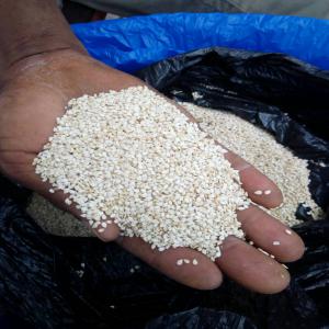  Sesame Decortiqué - céréales nous vendons du sesame de bonnes qualites déja decortiqué et soufllé avec un bon taux de pureté.--disponibilité immédiate