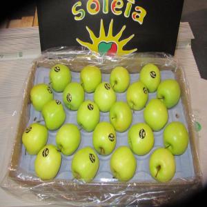  Pommes Gala Golden Granny Red Fuji - fruits et légumes exportateur de pommes depuis plus de 40 ans.--nous travaillons sur toutes destinations et notre professionnalisme est reconnu &agrave; l'international --fournisseurs / clients pas s&eacute;rieux  - merci de s'abstenir