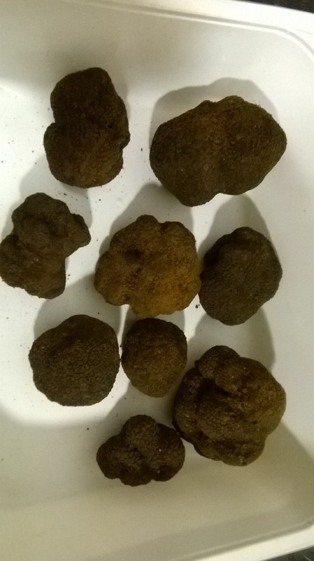  Truffes Fraiches - champignon levure truffes fraiches en provenance d'espagne de la région de castellon ou teruel,  de qualité extra,  avec des livraisons ultra rapides,  les truffes sont livrées fraiches et brossées.