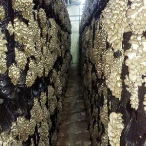  Pleurote Bio 100% - fruits et légumes bonjour, --nous sommes en pleine cr&eacute;ation d'une production de pleurote bio 100%,  c'est une production familiale. nous sommes situ&eacute; &agrave; l'ouest de la turquie. il est possible de vous faire parvenir des photos ainsi que des documents au sujets de notre productions et la qualit&eacute