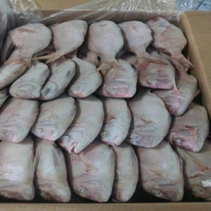  Recherche Acheteurs Divers Poissons Surgelés - poissons notre entreprise est spécialisé dans la vente de poissons surgelés (africa mix,  roncador,  chopa,  burro,  poulpe,  jurel,  pargo etc..).--nous sommes présent sur la france,  maroc ainsi que mauritanie. nous expédions avec de très bon délais.--n'hési