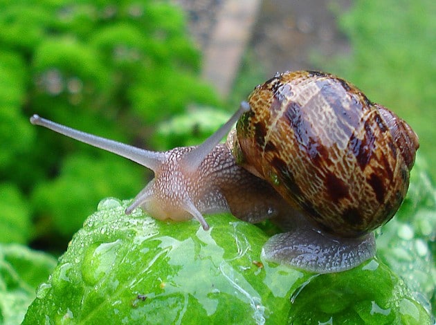  Helixa Aspersa Muller (petit Gris) Lactea+theba - coquillage crustacé bonjour, --nous somme une ferme à élevage d'escargot basé au maroc, nous vondons au maroc et nous exportons nous meme nos escargots au monde entier dans l'emballage que vous choisissiez ,  nous produits sont ( voir photos en pj aussi ) -----le petit gris ( helix aspersa)--la mourge
