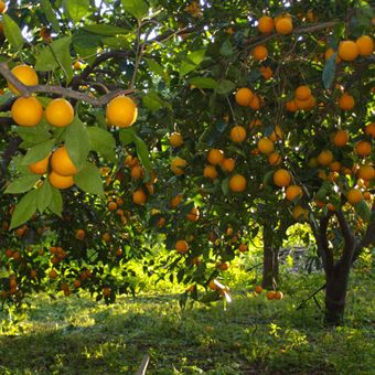  Egyptian Navel Orange - fruits and vegetables specifications--quality certificates - global standard quality ---- --fresh orange specifications----origin- - egypt--varieties-- navel oranges-- --navel orange --  sizes- 44/48/56/64/72/80/88/100/105/113/125 --   -- --packing---- open top / telescopic cartons--15 kg net weight 16 kg gross weight-- 