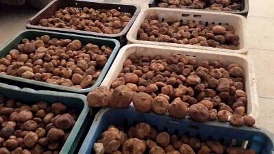  Truffle -  yeast fungus our import and export company resides in tunisia,  we offer you a good quality of fresh truffle.--we are looking for european importers,  our products are in accordance with european import rules,  very good qualities,  different caliber and quantity as needed.--if you are interested,  thank you for cont