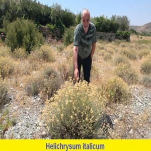  Helichrysum Italicum Huile Essentielle Bio - huiles nous produisons   helichrysum italicum (immortelle) h.e.    biologique . gcsm toujours disponibles pour les deux derniers lots produits. nous produisons juin &agrave; septembre. on peut reserver en avance. neryl  ac&eacute;tate jamais inf. &agrave;  36/37 % . nous avons aussi une petite prodution de