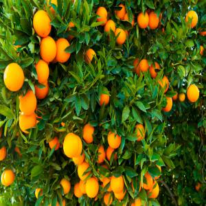  Oranges - fruits et légumes produit bio de premier choix. un tri s&eacute;lectif de rigueur est effectu&eacute; avant inspection,  analyses et certification. le conditionnement est tr&egrave;s strict