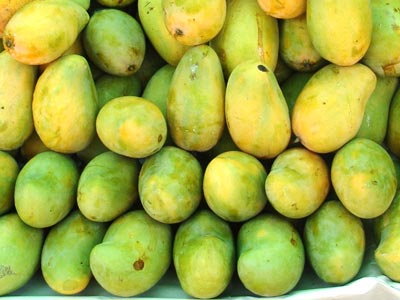  Mangues - fruits et légumes produit bio de premier choix. un tri sélectif de rigueur est effectué avant inspection,  analyses et certification. le conditionnement est très strict