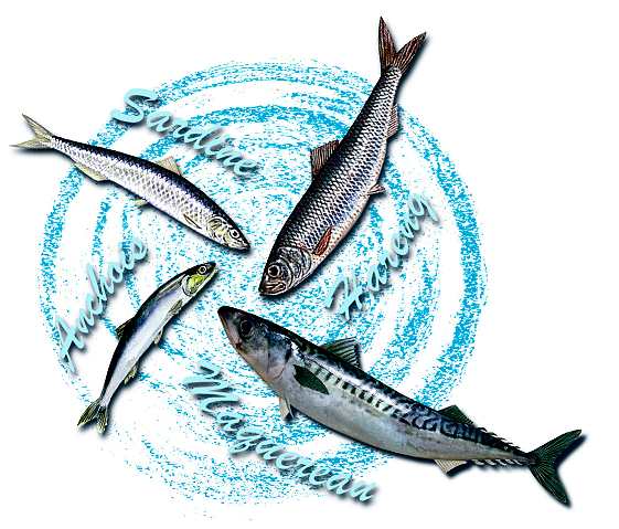  Poisson Frais Ou Conglé Destinée L'industrie De - poissons basée au port d’agadir. nous sommes leader en poisson frais ou congelé  destiné aux sociétés de  conserve.--notre produit est destiné aux usines locales et à l’exportation. notre équipe est composée des personnes qualifiées en qua