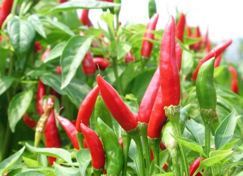  Piment Bec D'oiseau - fruits et légumes je recherche un acheteur de piment bec d'oiseau dans en c&ocirc;te d'ivoire,  j'en ai pour 250 kilos et meme plus. mais en disponibilit&eacute; 250 kilos en vente contactez-moi