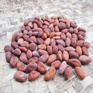  Feves De Cacao De Madagascar - café cacao thé bonjour, --nous sommes une société exportatrice de fèves de cacao de madagascar. ayant obtenu le label  cacao fin  de l'icco (organisation international du cacao),  le cacao de madagascar est classé parmi les meilleurs au monde grâce à ses notes florales,  son g