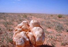  Terfess Blanche (truffe De Desert) - champignon levure terfess blanche (truffe de desert) naturelle fraîche  du bon qualité gastronomique et thérapeutique   ..récolté de la désert du sud tunisienne .