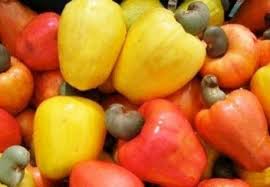  Noix De Cajou - fruits secs et graines grillées notre société travaille avec des coopératives de  jeunes et de femmes productrice de noix de cajou. au vu de l'importance de la production annuel et la méconnaissance du marché des noix de cajou. nous avons décidé  de faire la transformation sur place